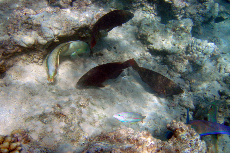 Egypt, Makadi Bay